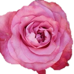 ALL For Love Rose quateur Ethiflora